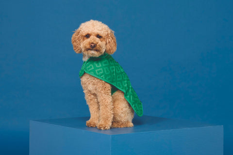 Blunt Green Dog Coat - Small