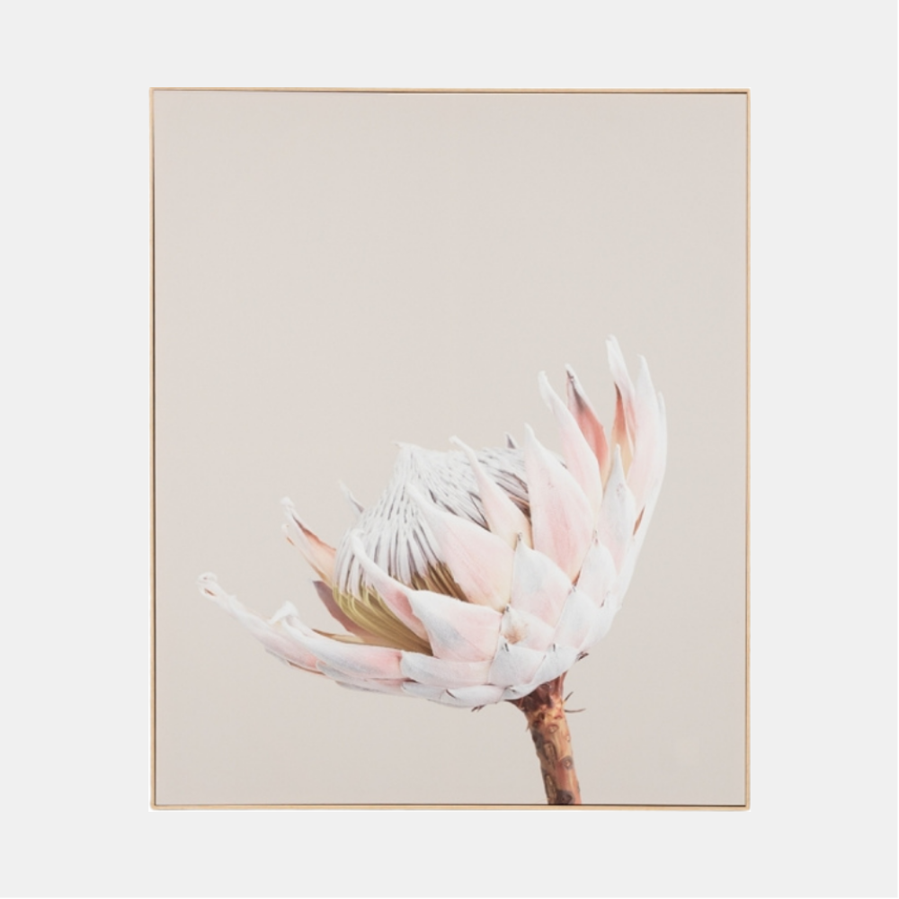 Framed Canvas - King Protea 1