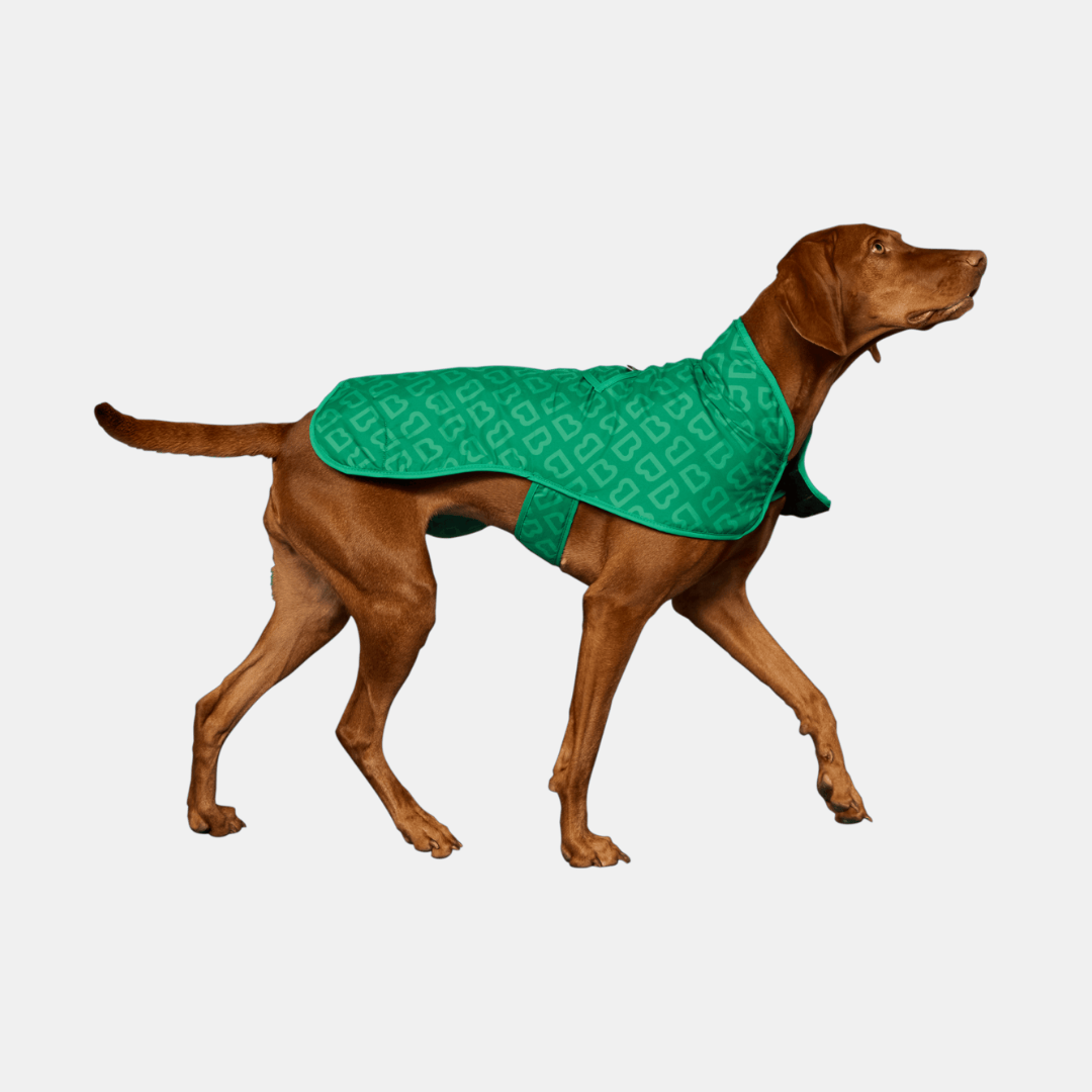 Blunt Green Dog Coat - Medium