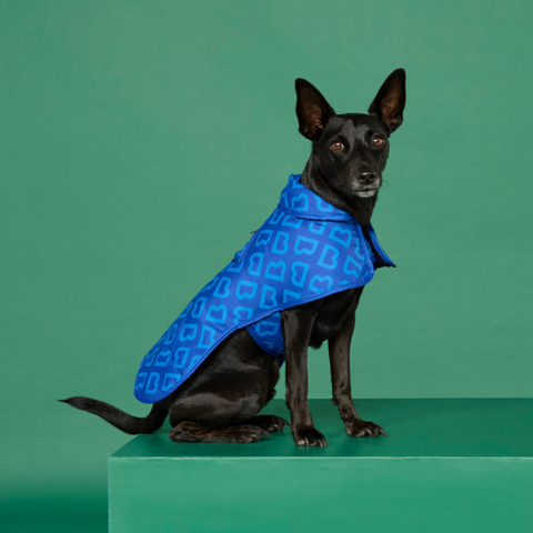 Blunt Blue Dog Coat - Small