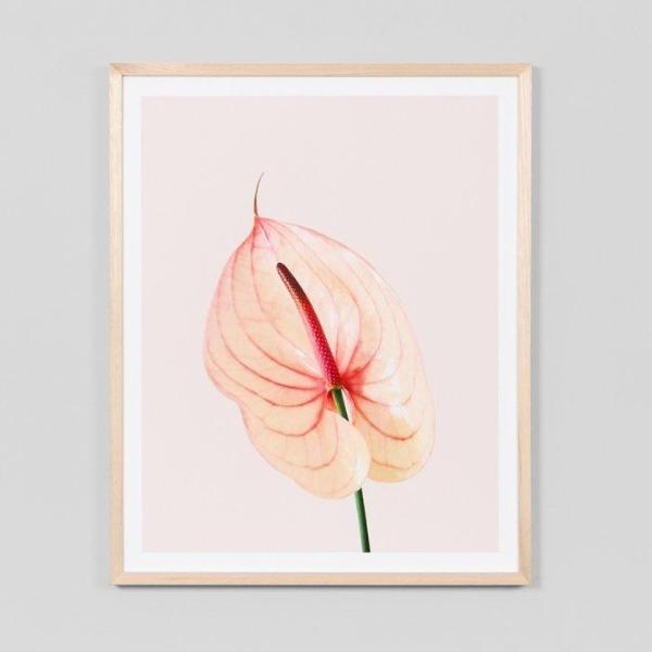 Framed Print - Blush Laceleaf