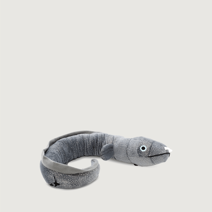 Ellie the Longfin Eel