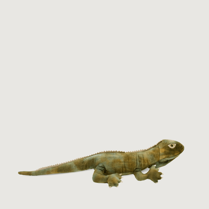 Trevor the Tuatara