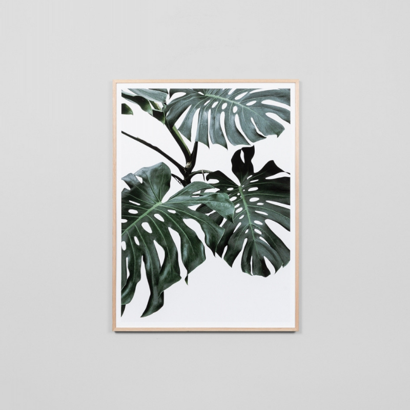 Monstera Portrait K-Raw