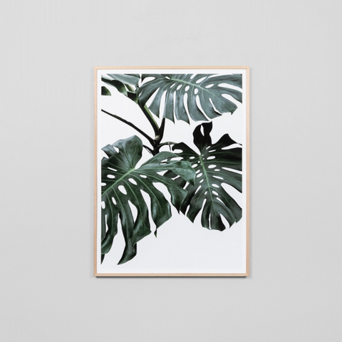 Monstera Portrait K-Raw